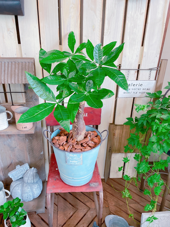 現品♡【パキラ】育てやすい人気の観葉植物♡ナチュラルグリーン！水色系ブリキ鉢♪アンティーク風 6枚目の画像