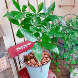 現品♡【パキラ】育てやすい人気の観葉植物♡ナチュラルグリーン！水色系ブリキ鉢♪アンティーク風 9枚目の画像