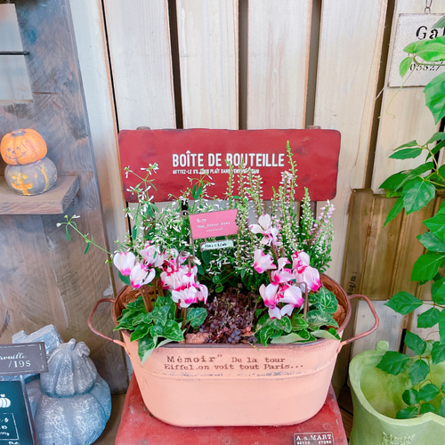 ラスト！秋冬寄せ植え♡【ガーデンシクラメン入り寄せ植え】アイアン