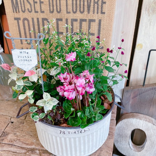 初雪かヅラ✿そのまま飾れます