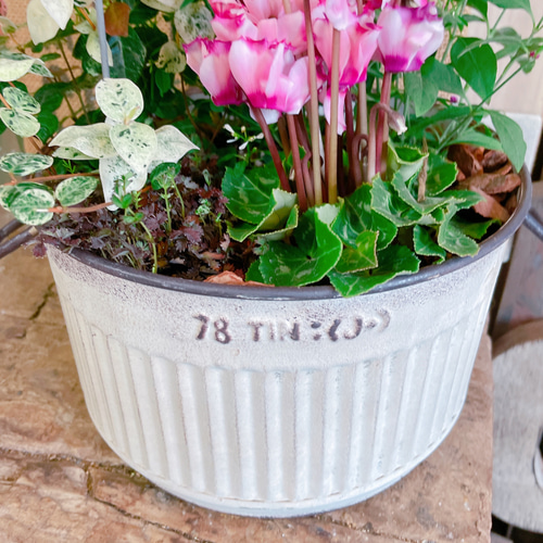 秋冬ガーデニング♡【ガーデンシクラメン入り寄せ植え】揺れるアイアン