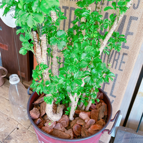 ☆ ポリシャス バタフライ♪ 10号size 122cm♪ ☆ ポリシャス バタフライ♪ 10号size 122cm♪