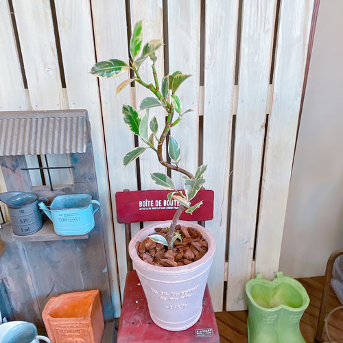 おしゃれインテリアに！斑入りフィカス・ティネケ２【存在感のある一鉢】 おしゃれインテリアに！斑入りフィカス・ティネケ2【存在感の