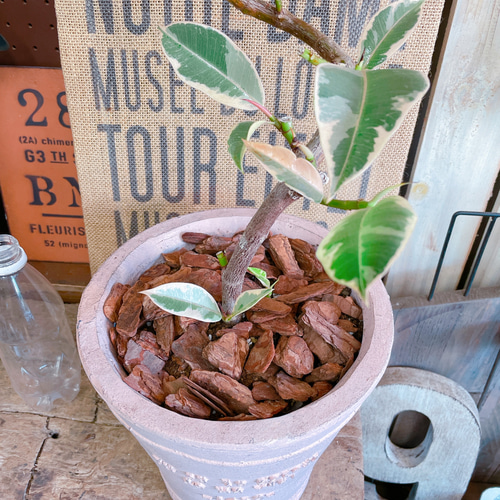 現品SALE♡【フィカス ティネケ】くすみピンク系陶器鉢！オシャレな