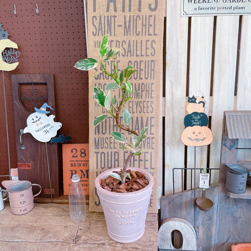 現品SALE♡【フィカス ティネケ】くすみピンク系陶器鉢！オシャレな