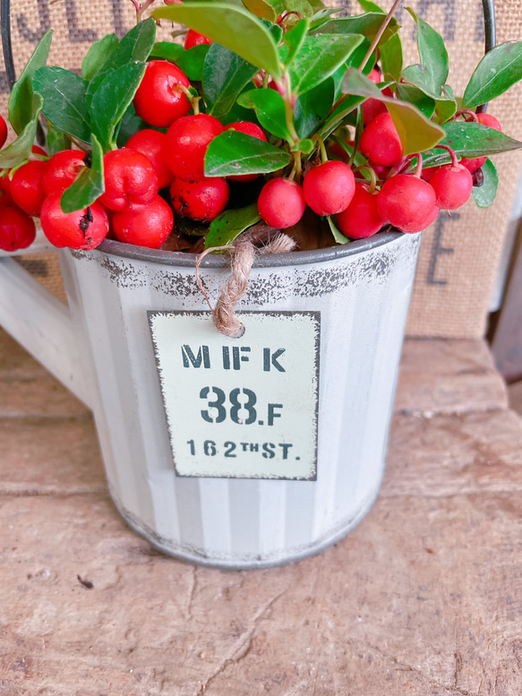 ホワイト系♡【チェッカーベリー】ジョーロミニブリキ鉢♡赤い実が可愛い毎年楽しめる植物♪ 3枚目の画像