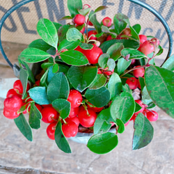 ホワイト系♡【チェッカーベリー】ジョーロミニブリキ鉢♡赤い実が可愛い毎年楽しめる植物♪ 8枚目の画像