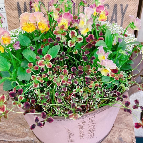 クローバー入り♡【フリルビオラ 華あられ寄せ植え】長く楽しめる 
