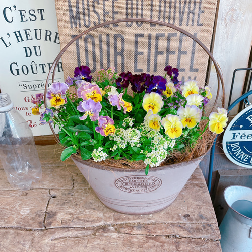 お花 寄せ植え ビオラ パンジー・ビオラを使ったセンスのいい寄せ植え