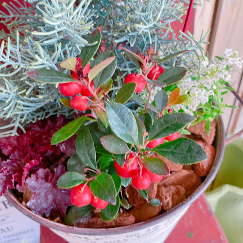 ホワイト系ブリキ鉢♡【クリスマスの木サルフレア寄せ植え】チェッカー