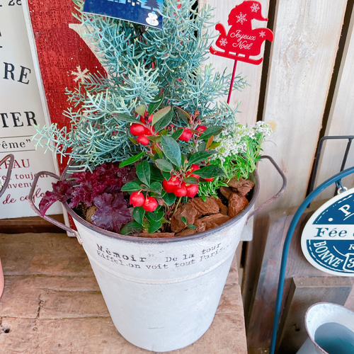 ホワイト系ブリキ鉢♡【クリスマスの木サルフレア寄せ植え】チェッカー