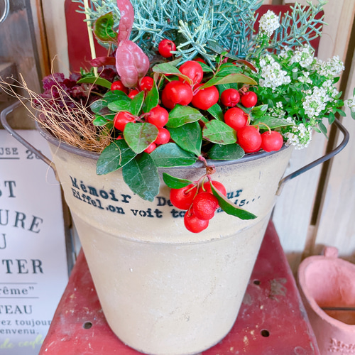 鉢（フリスキー） ベージュ系ブリキ鉢♡【クリスマスの木サルフレア寄せ植え】チェッカー