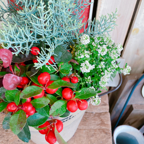 鉢（フリスキー） ベージュ系ブリキ鉢♡【クリスマスの木サルフレア寄せ植え】チェッカー