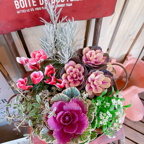 現品のみ！大人気♡【素敵な葉牡丹&シクラメンガーデニング】葉脈の