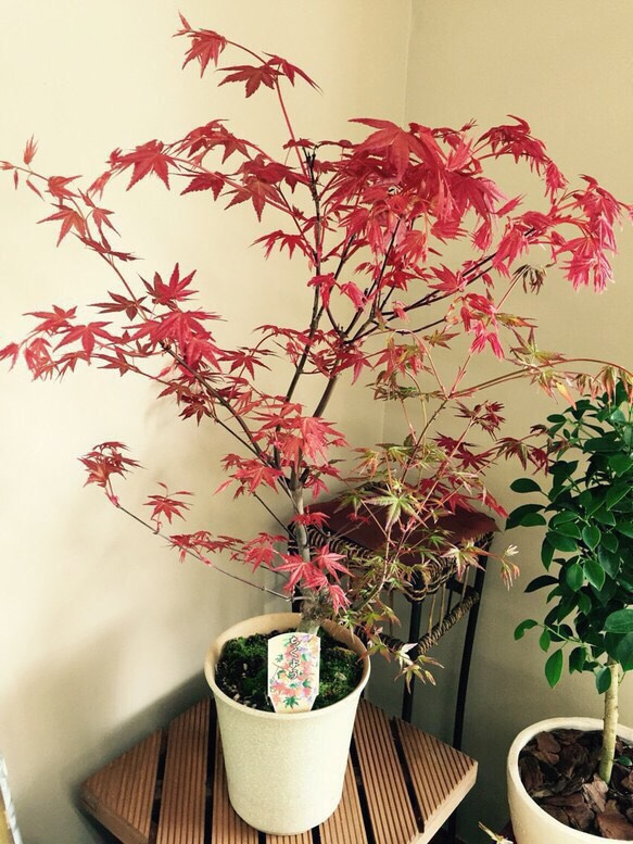 陶葊 大鉢 平鉢 紅葉 もみじ
