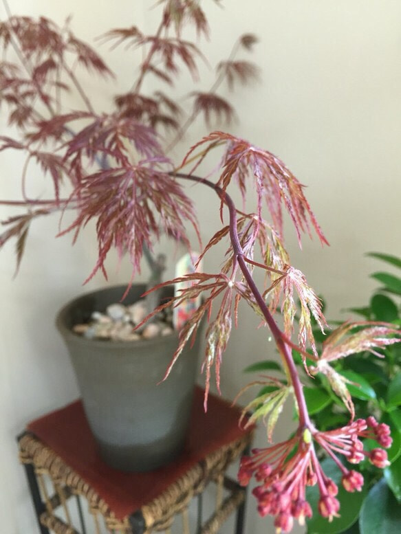 【もみじ】あかしだれ 陶器鉢入り 紅葉 楓 かえで 2枚目の画像