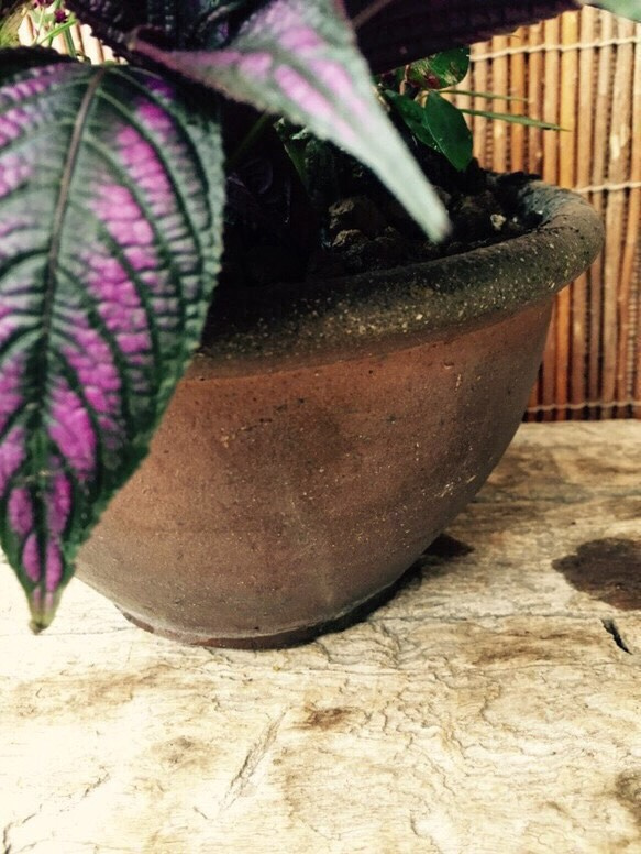 【和風 紫ガーデニング】アンティーク風 陶器鉢入り 星座草 ディエリアナ 毎年楽しめる多年草 3枚目の画像