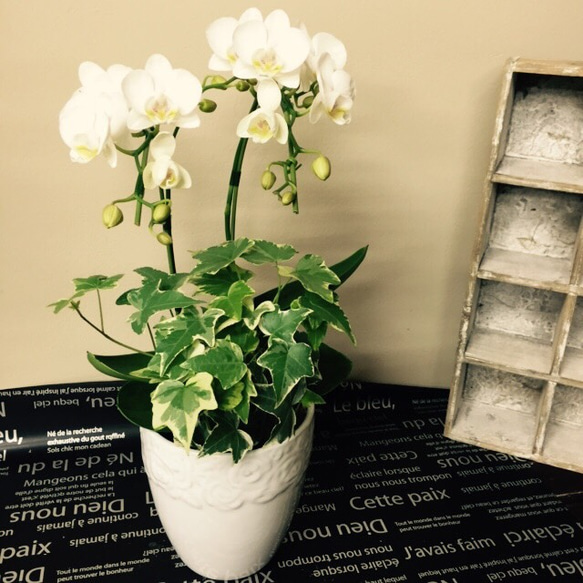 ファレノプシス（胡蝶蘭）とアイビーの鉢花 ファレノプシス（胡蝶蘭）とアイビーの鉢花 ファレノプシス(胡蝶