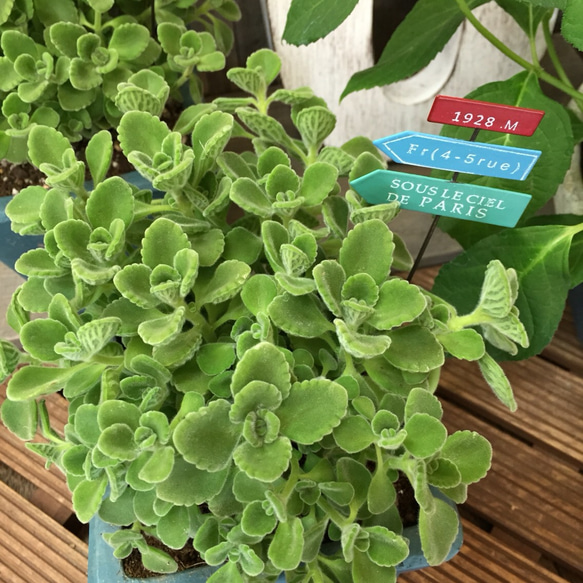多肉植物 青緑色陶器鉢付き*4 多肉植物 青緑色陶器鉢付き*4 多肉 アニマル 動物 新生活 陶器鉢