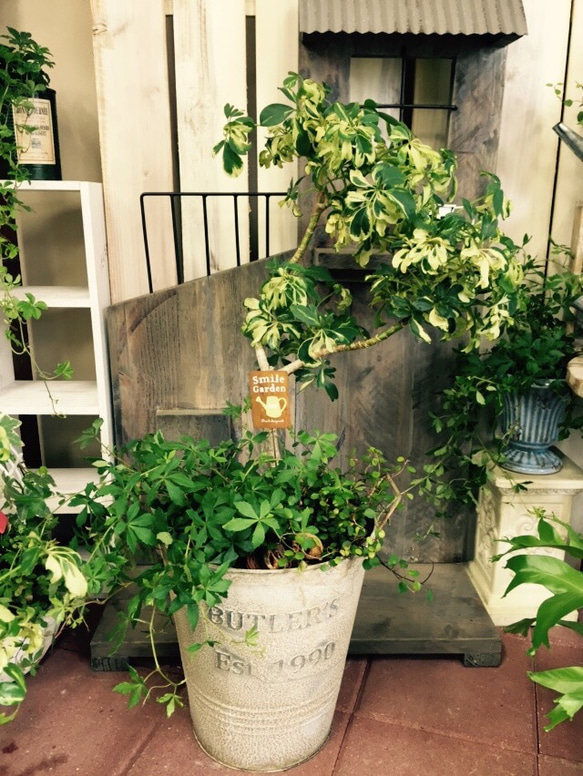 再販ラスト！現品【シェフレラ寄せ植え】サビつきブリキ缶入り！人気の