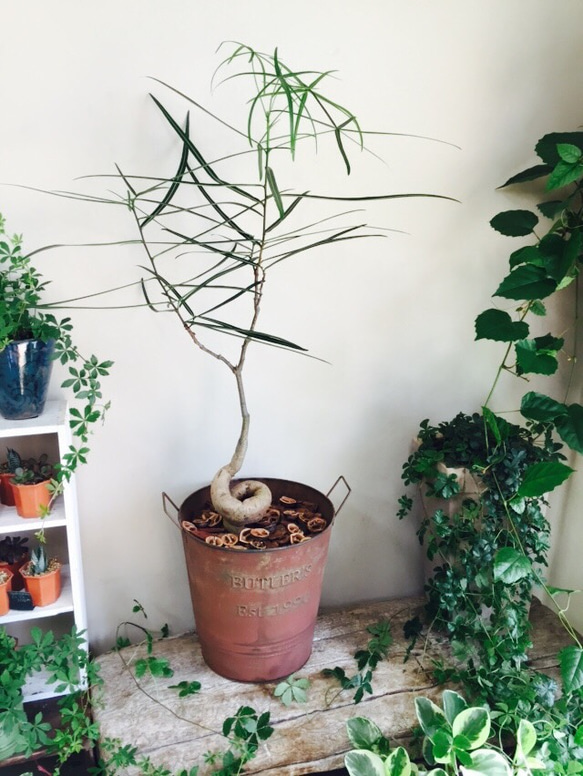 ボトルツリーブラキキトンルペストリフ観葉植物 特大株