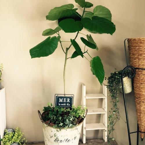 大型観葉植物ウンベラータ