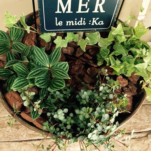 現品【ウンベラータ】特大グリーン♡さびブリキ缶入り ピックつき大型