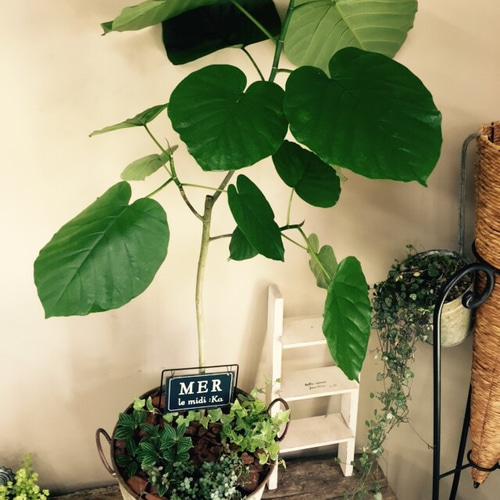 現品【ウンベラータ】特大グリーン♡さびブリキ缶入り ピックつき大型