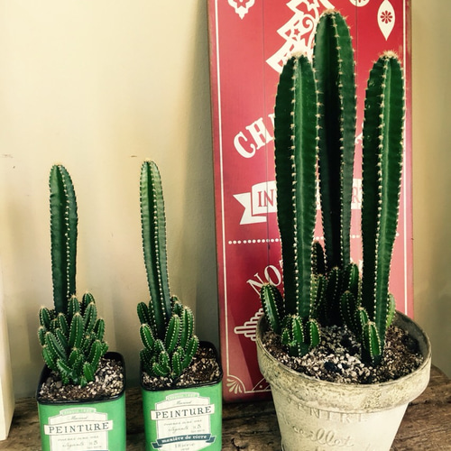 新作♡再販【サボテン セレウス】3本立ち！お手頃サイズ さびブリキ鉢