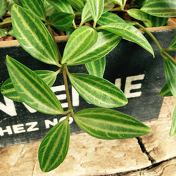 再販♡【ペペロミア】ウッドBOX ブラック 育てやすい人気の観葉植物 2枚目の画像