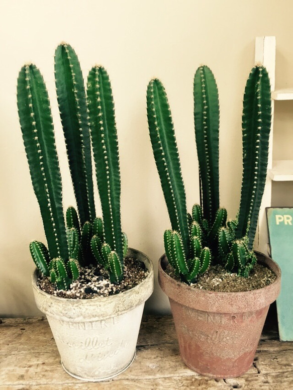 コ*ア様 セレウス スピラリス　3本セット　サボテン　アガベ　柱サボテン　金鯱 コ*ア様 セレウス スピラリス 3本セット サボテン アガベ 柱サボテン