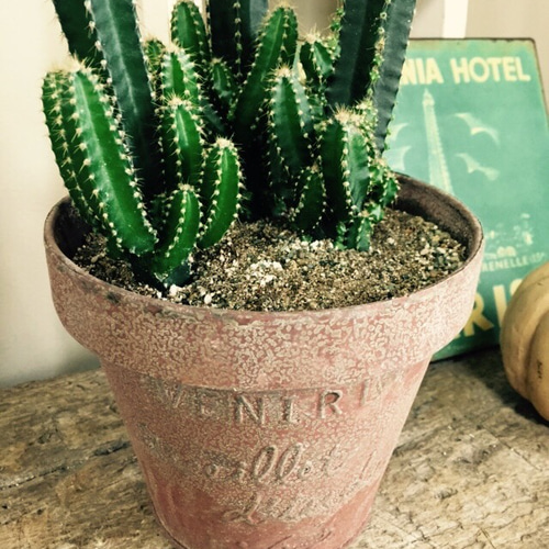 新作♡【サボテン セレウス】3本立ち！お手頃サイズ 茶色さびブリキ鉢