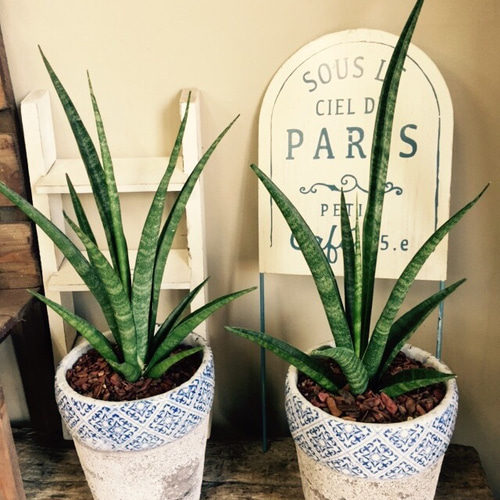 新作【サンスベリア ファーンウッド】空気を綺麗にする希少グリーン