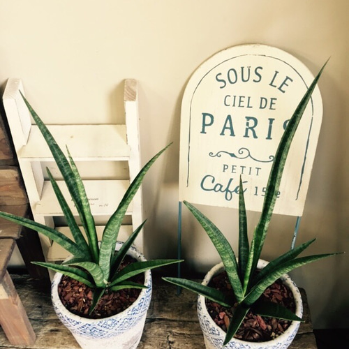 新作【サンスベリア ファーンウッド】空気を綺麗にする希少グリーン