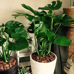 新作♡特大【モンステラ】おしゃれ白系陶器鉢入り！ボリュームたっぷり