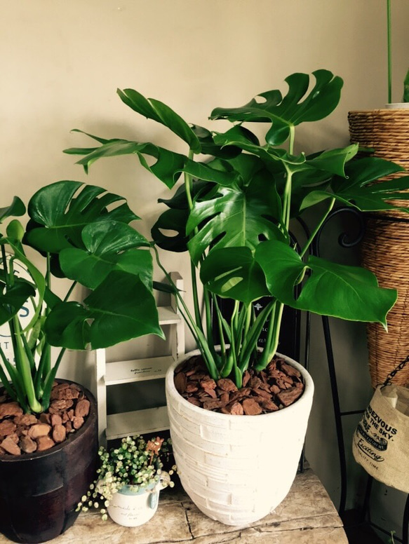 新作♡特大【モンステラ】おしゃれ白系陶器鉢入り！ボリュームたっぷり