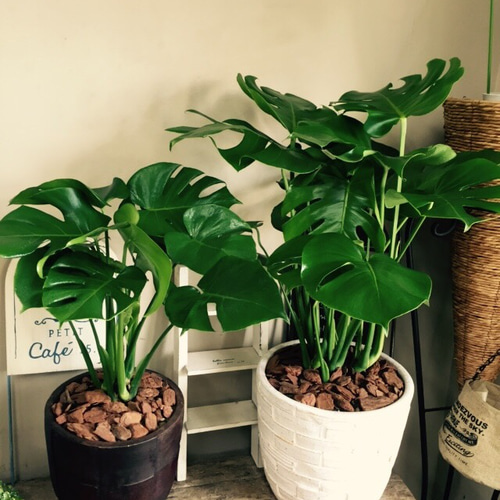 新作♡特大【モンステラ】おしゃれ白系陶器鉢入り！ボリュームたっぷり