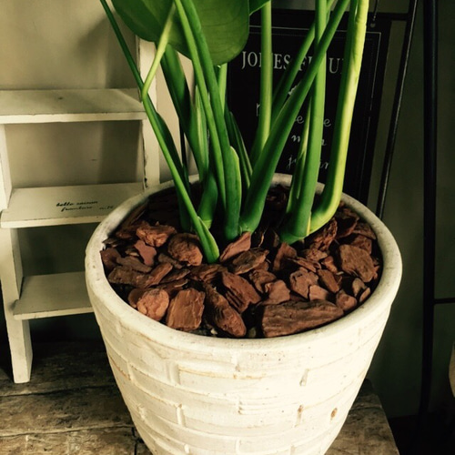 新作♡特大【モンステラ】おしゃれ白系陶器鉢入り！ボリュームたっぷり