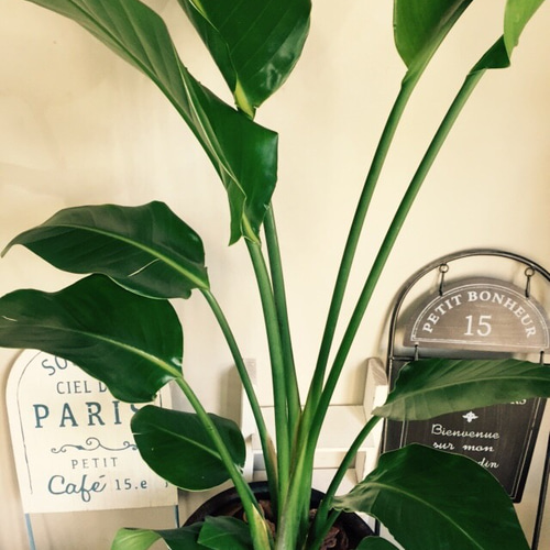 新作♡特大【オーガスタ】おしゃれ茶系陶器鉢入り！高さもあり存在感の