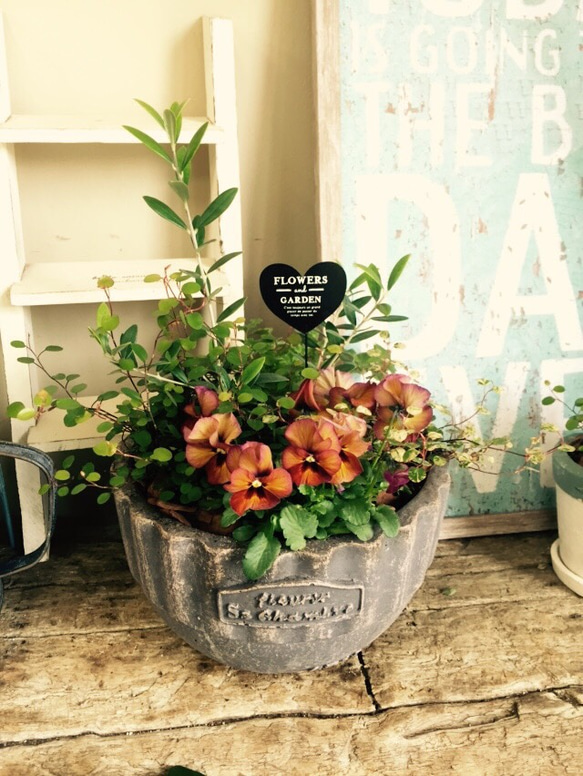 再販ラスト♡【オリーブ入りガーデニング】陶器鉢♡お花とグリーンのおしゃれ寄せ植え！ 1枚目の画像