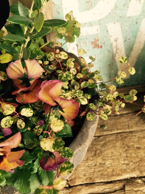 再販ラスト♡【オリーブ入りガーデニング】陶器鉢♡お花とグリーンのおしゃれ寄せ植え！ 3枚目の画像