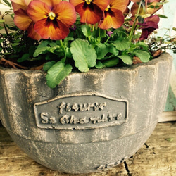 再販ラスト♡【オリーブ入りガーデニング】陶器鉢♡お花とグリーンのおしゃれ寄せ植え！ 4枚目の画像