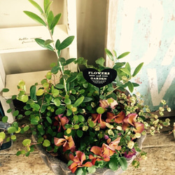 再販ラスト♡【オリーブ入りガーデニング】陶器鉢♡お花とグリーンのおしゃれ寄せ植え！ 5枚目の画像