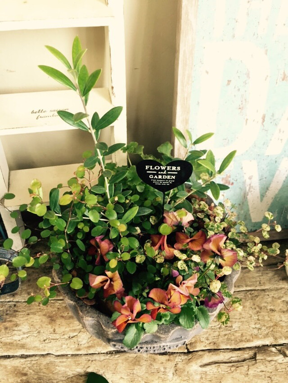 再販ラスト♡【オリーブ入りガーデニング】陶器鉢♡お花とグリーンのおしゃれ寄せ植え！ 5枚目の画像