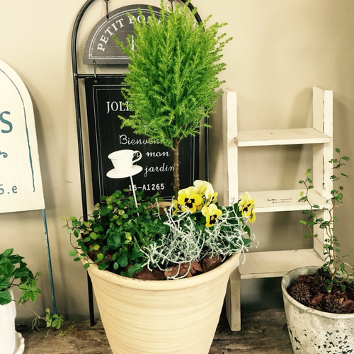 新作♡【ナチュラルガーデニング】ウィルマ&ビオラ寄せ植え！陶器鉢