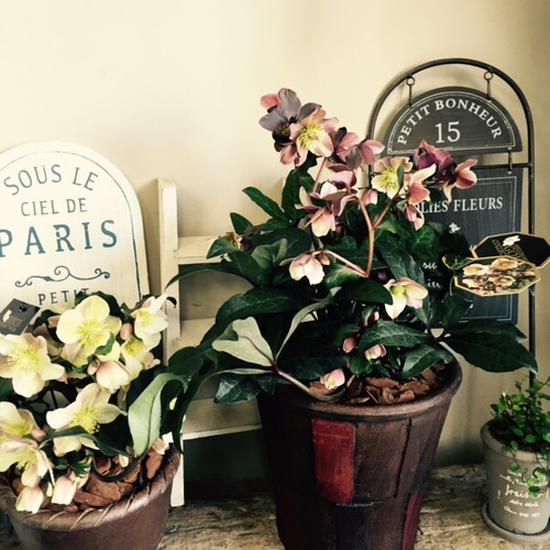 新作♡【クリスマスローズ】アンティーク風 茶系陶器鉢♡マリーン