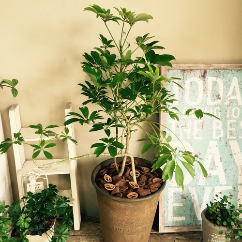 新作♡【レナータ シェフレラ】おしゃれグリーン♡さびブリキ缶入り