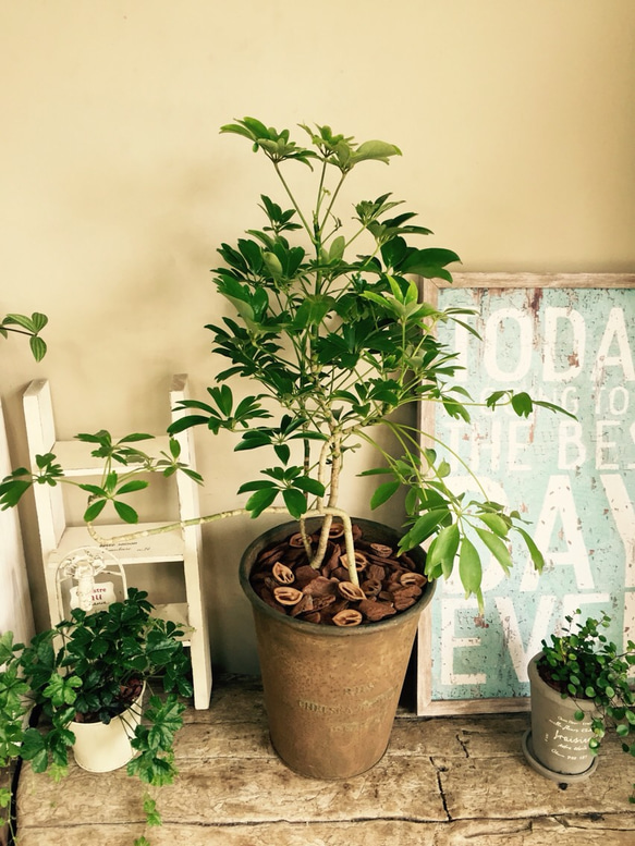 癒しのグリーン】ツピタンサス（シェフレラ）1｜おしゃれで手間いらず