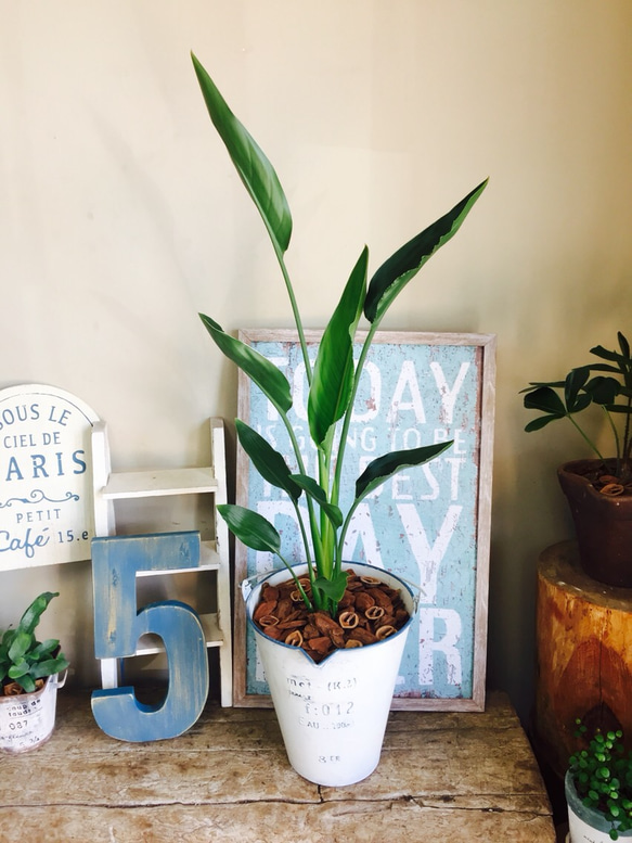 現品 ストレリチア ストレチア ノンリーフ 6番 観葉植物 室内