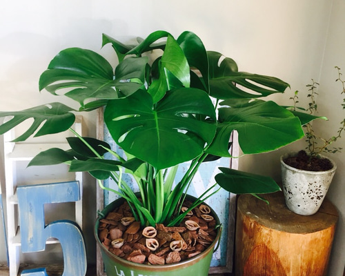 大きめモンステラ 観葉植物 モンステラ 大型 | 観葉植物通販HitoHana(ひとはな)